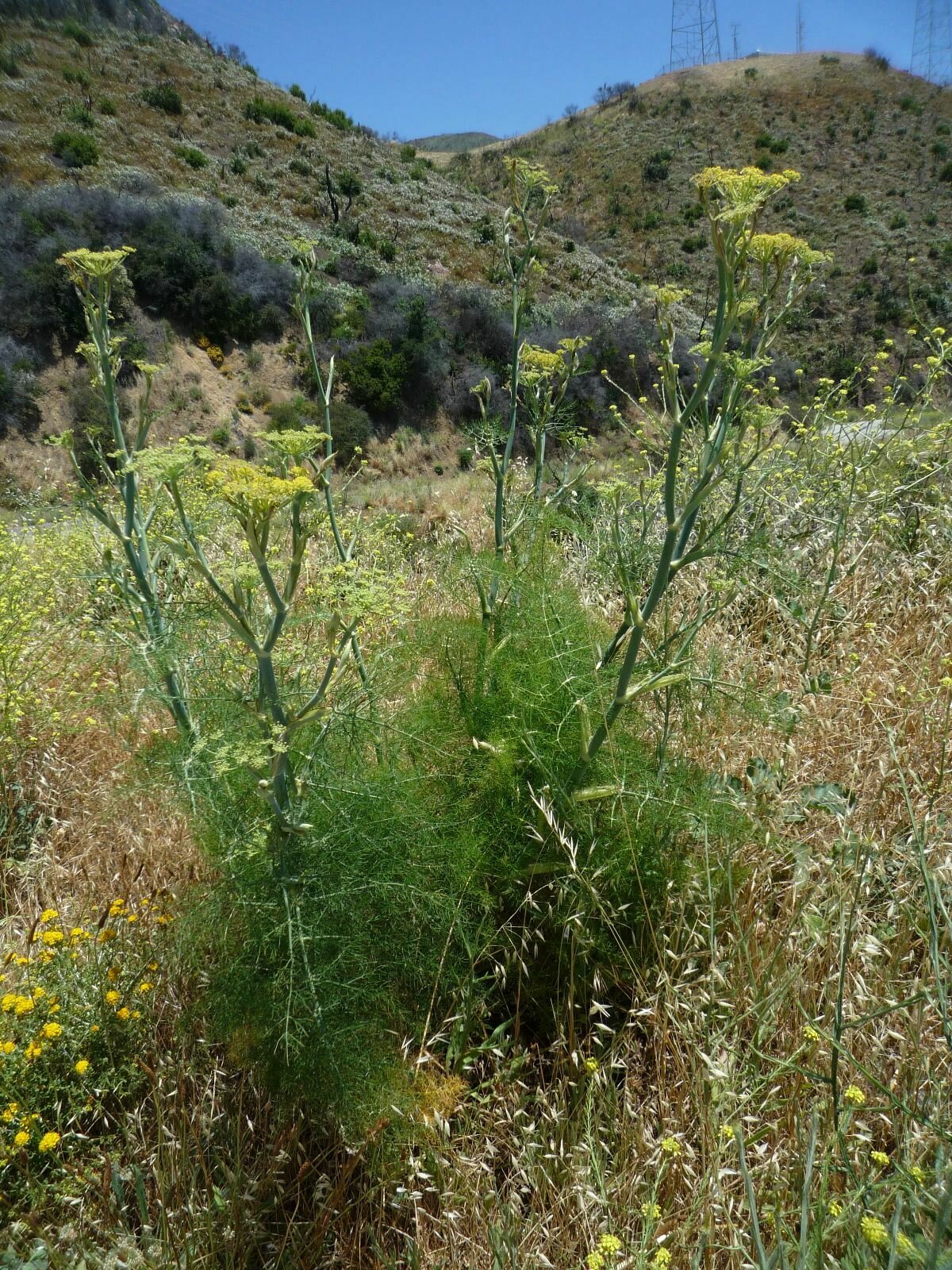 High Resolution Foeniculum vulgare Plant